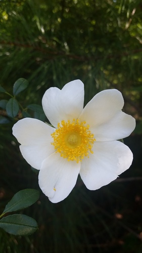 Rosa bracteata iNat (1)