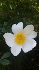 Macartney Rose (Rosa bracteata)