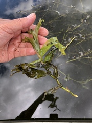 Potamogeton praelongus