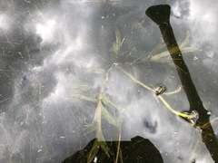 Potamogeton praelongus