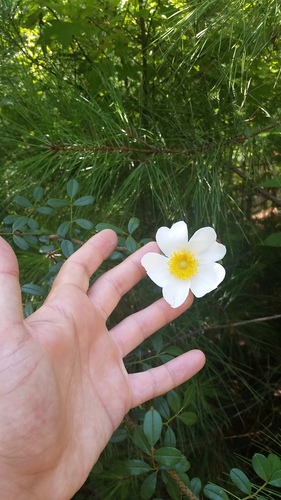 Rosa bracteata