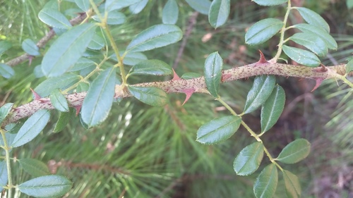 Rosa bracteata