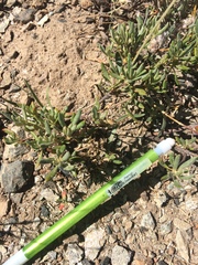 Eriogonum congdonii