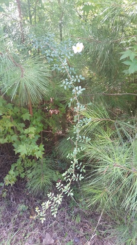 Rosa bracteata