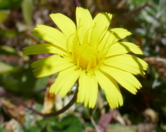Agoseris apargioides