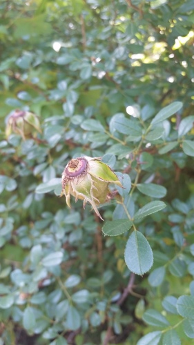Rosa bracteata