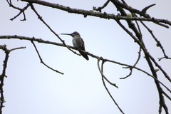 Heliomaster squamosus