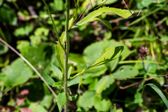 Erigeron strigosus strigosus