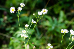 Erigeron strigosus strigosus