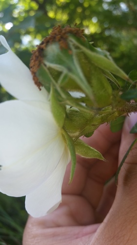Rosa bracteata