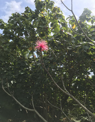 Pseudobombax ellipticum