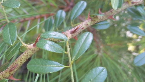 Rosa bracteata