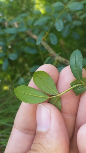 Rosa bracteata