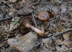 Gomphidius nigricans