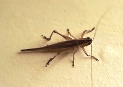 Orthoptera