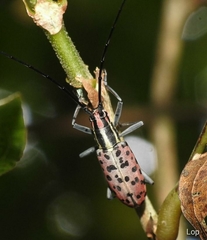 Macrochenus isabellinus