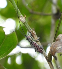 Macrochenus isabellinus