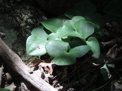 Hepatica