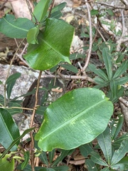 Ischnolepis natalensis