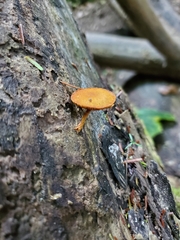 Phaeomarasmius proximans