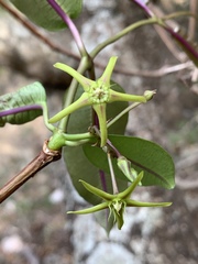 Ischnolepis natalensis