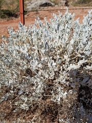 Atriplex confertifolia