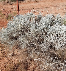 Atriplex confertifolia