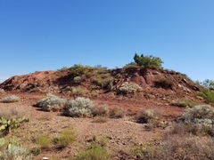 Atriplex confertifolia