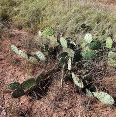 Opuntia mackensenii