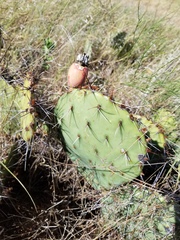Opuntia mackensenii