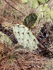 Opuntia mackensenii