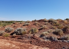 Atriplex confertifolia