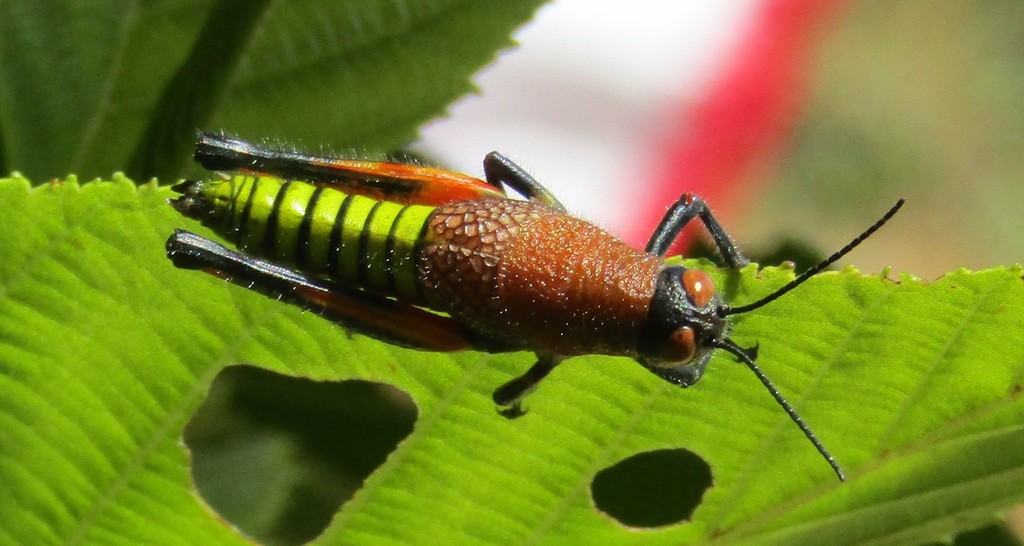 Perixerus