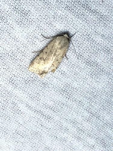 Civil Rustic Moth photo 6