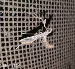 Lineodes triangulalis