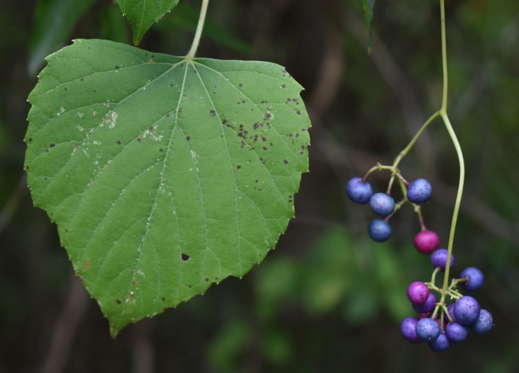 Ampelopsis cordata — an easy houseplant, prefers full sun light