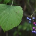 Ampelopsis cordata - Photo (c) abpaine,  זכויות יוצרים חלקיות (CC BY-NC)