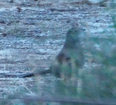 Dasyornis brachypterus