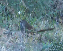 Dasyornis brachypterus