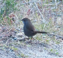 Dasyornis brachypterus