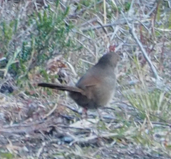 Dasyornis brachypterus