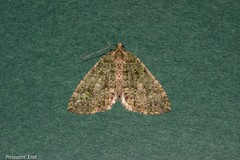 Austrocidaria callichlora