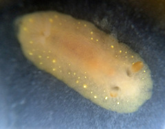 Cadlina modesta