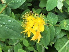 Hypericum graveolens