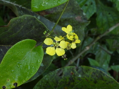 Stigmaphyllon blanchetii