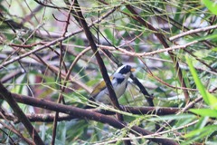 Arremon semitorquatus