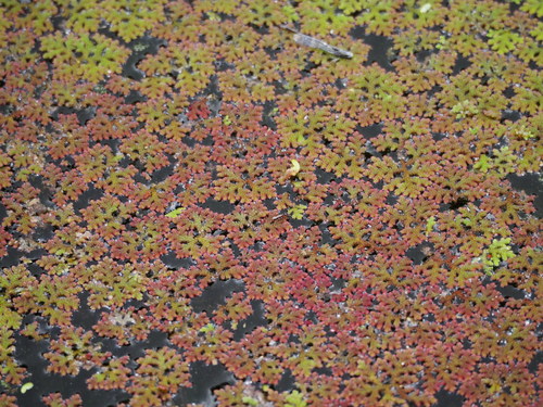 Image of Mexican Mosquito Fern (Azolla microphylla) by no rights reserved