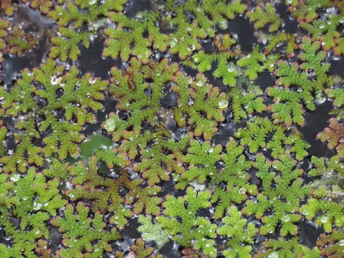 Image of Azolla microphylla by no rights reserved