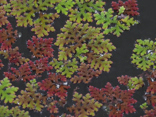 Image of Azolla microphylla by no rights reserved