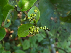 Stigmaphyllon blanchetii